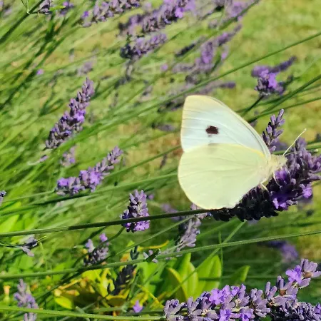 Sellina * Sellin (Rugen)