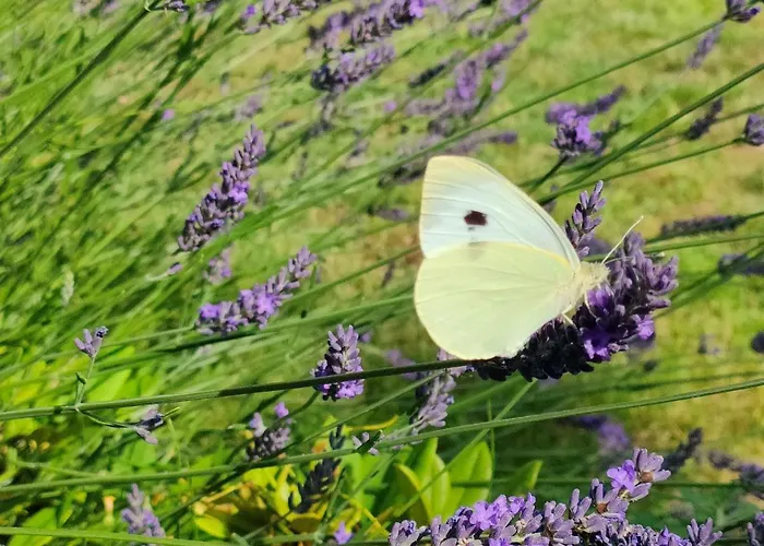 Sellina * Sellin (Rugen)